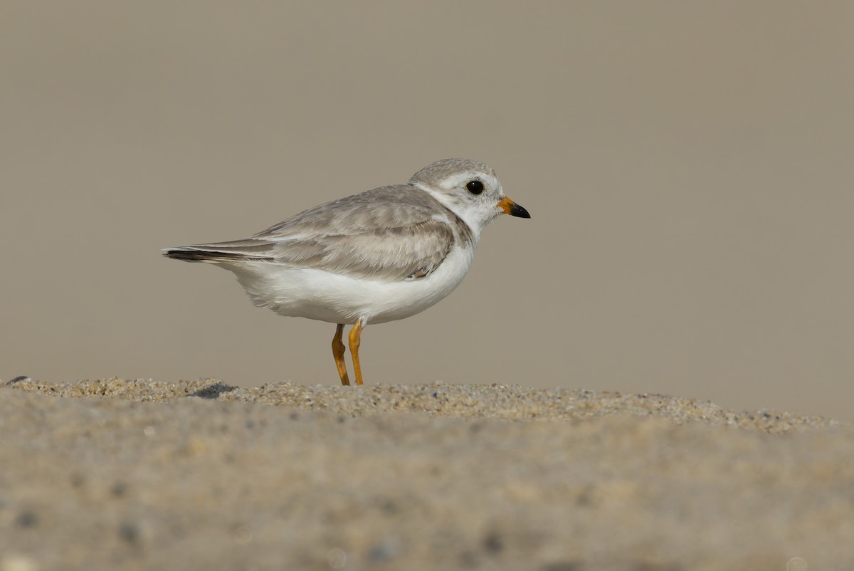 Piping Plover - ML620630597
