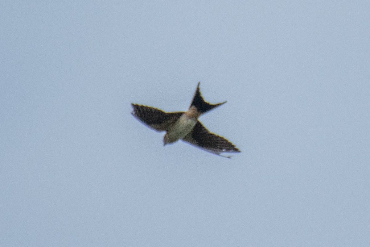 Red-rumped Swallow - ML620630598