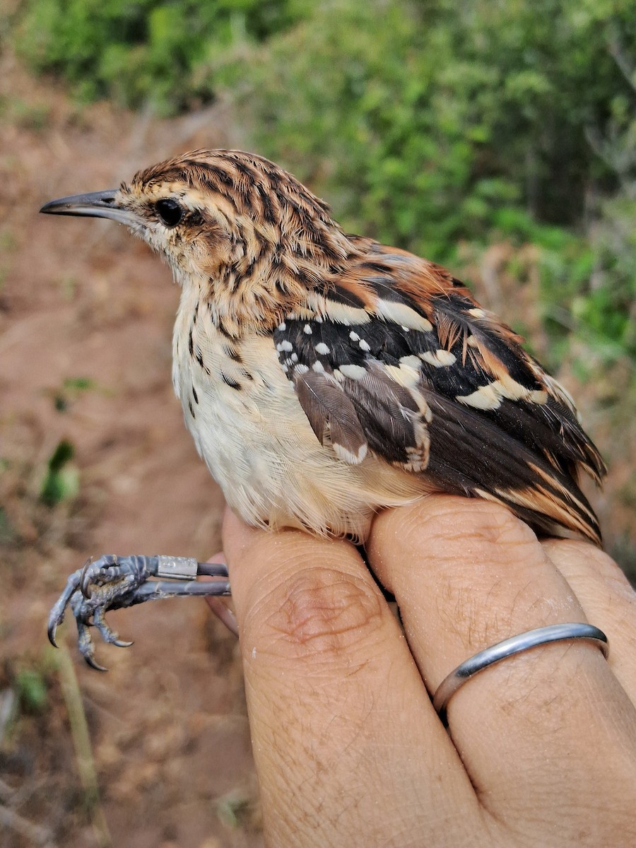 Stripe-backed Antbird - ML620630602