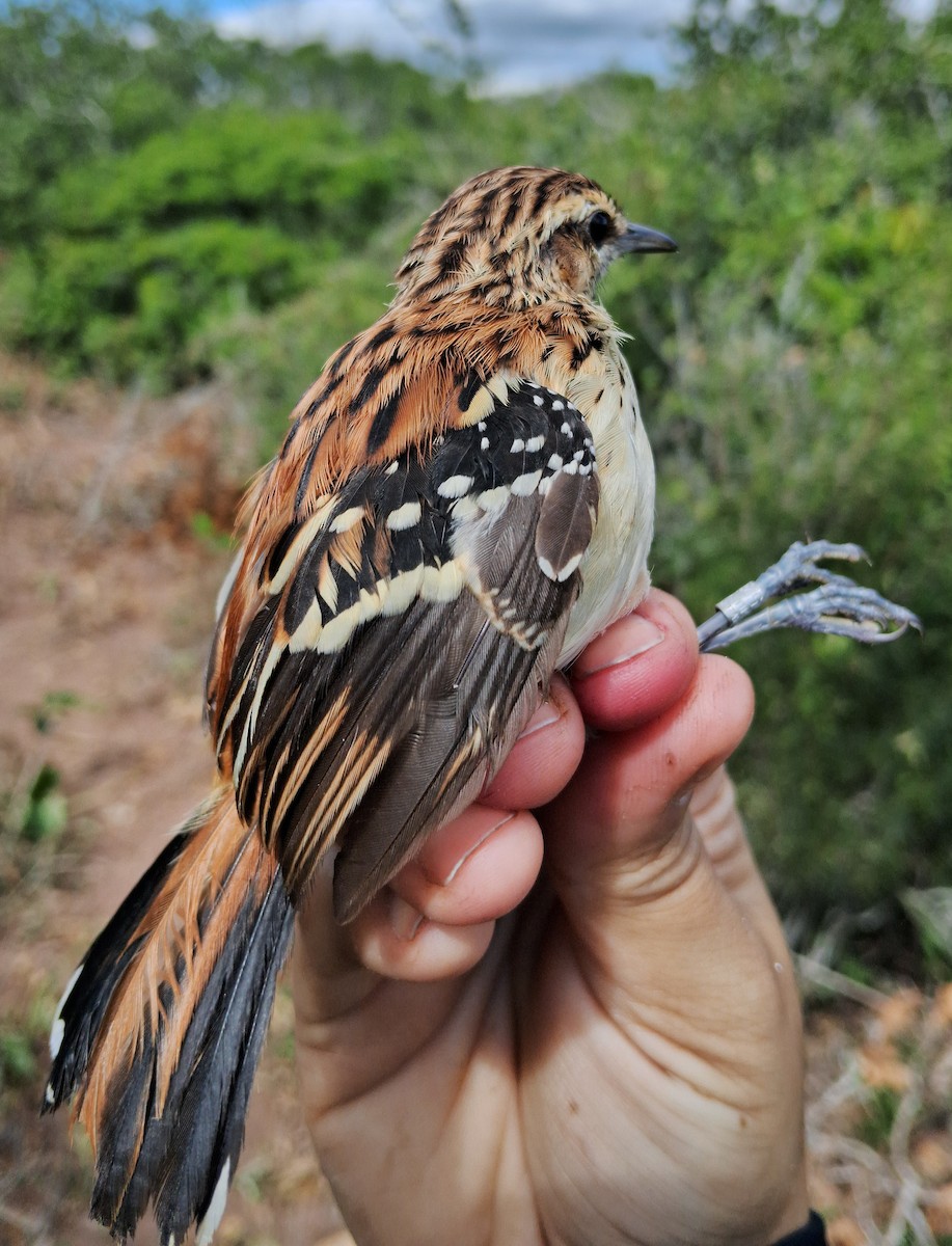 Stripe-backed Antbird - ML620630604