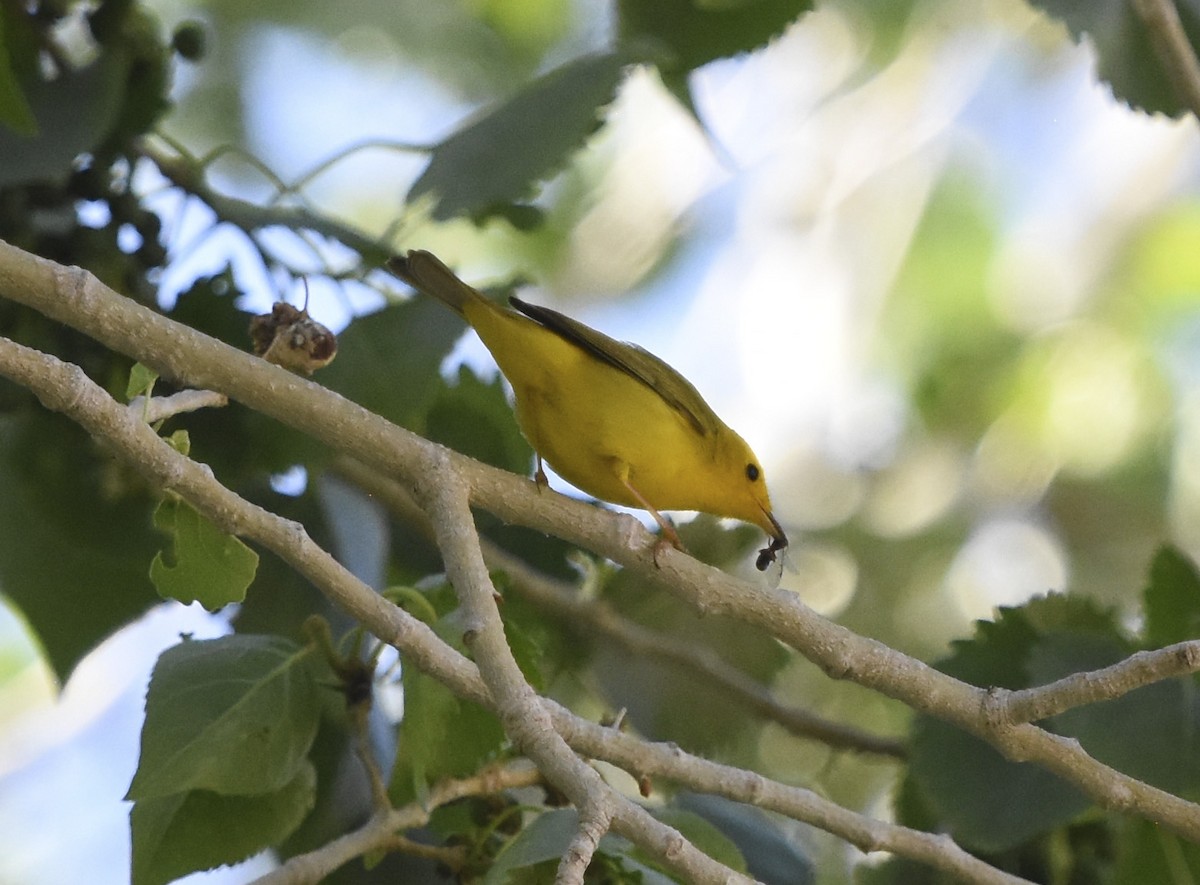 Wilson's Warbler - ML620630605