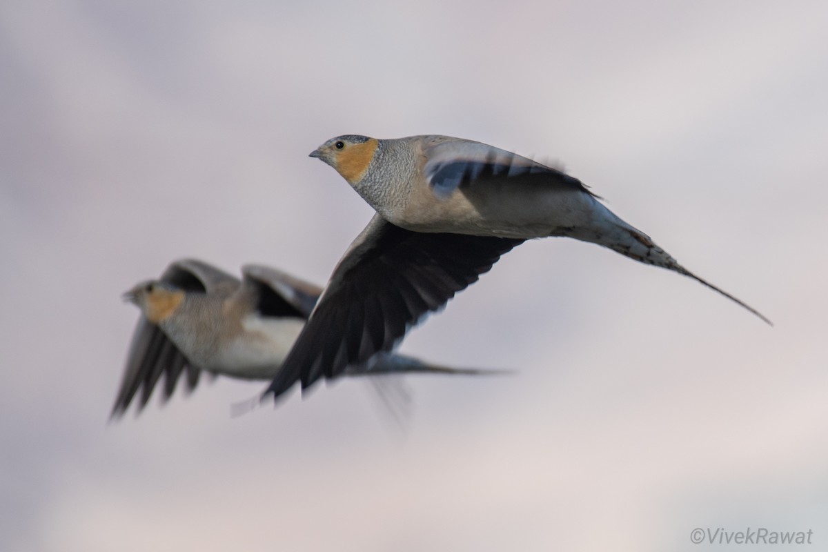 Tibetan Sandgrouse - ML620630606