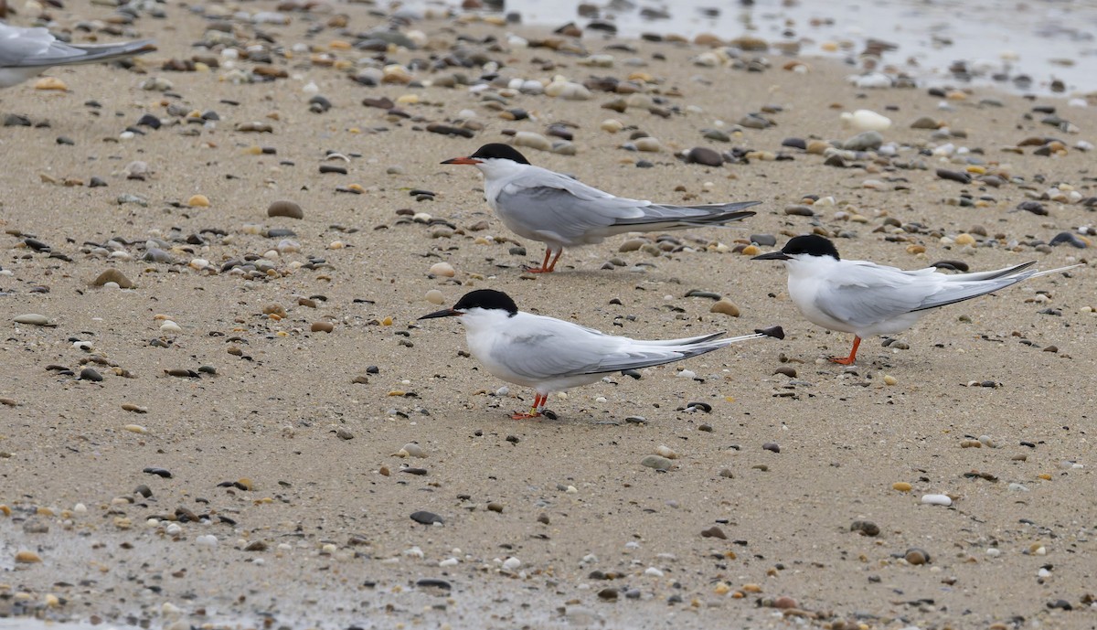 Roseate Tern - ML620630609