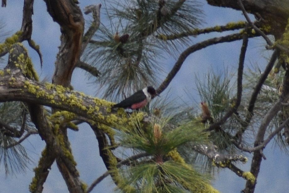 Lewis's Woodpecker - ML620630612