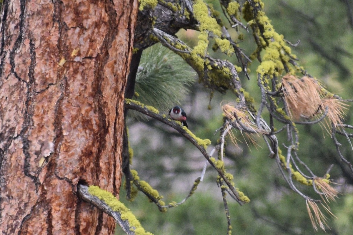 Lewis's Woodpecker - Sydney Gerig