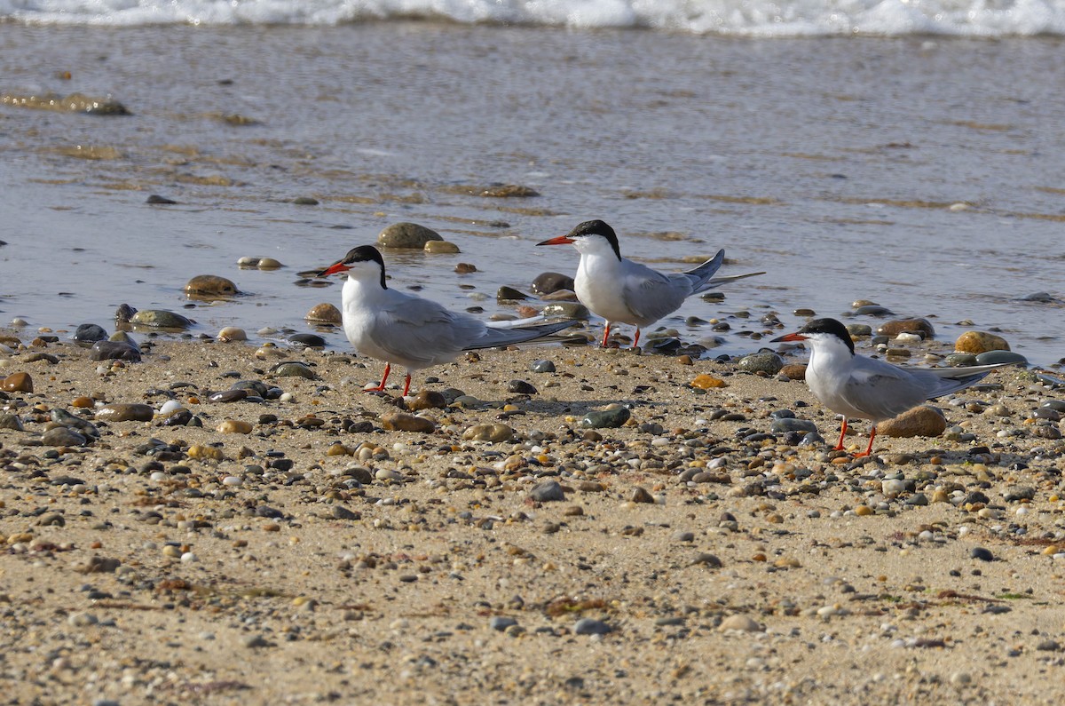 Common Tern - ML620630616