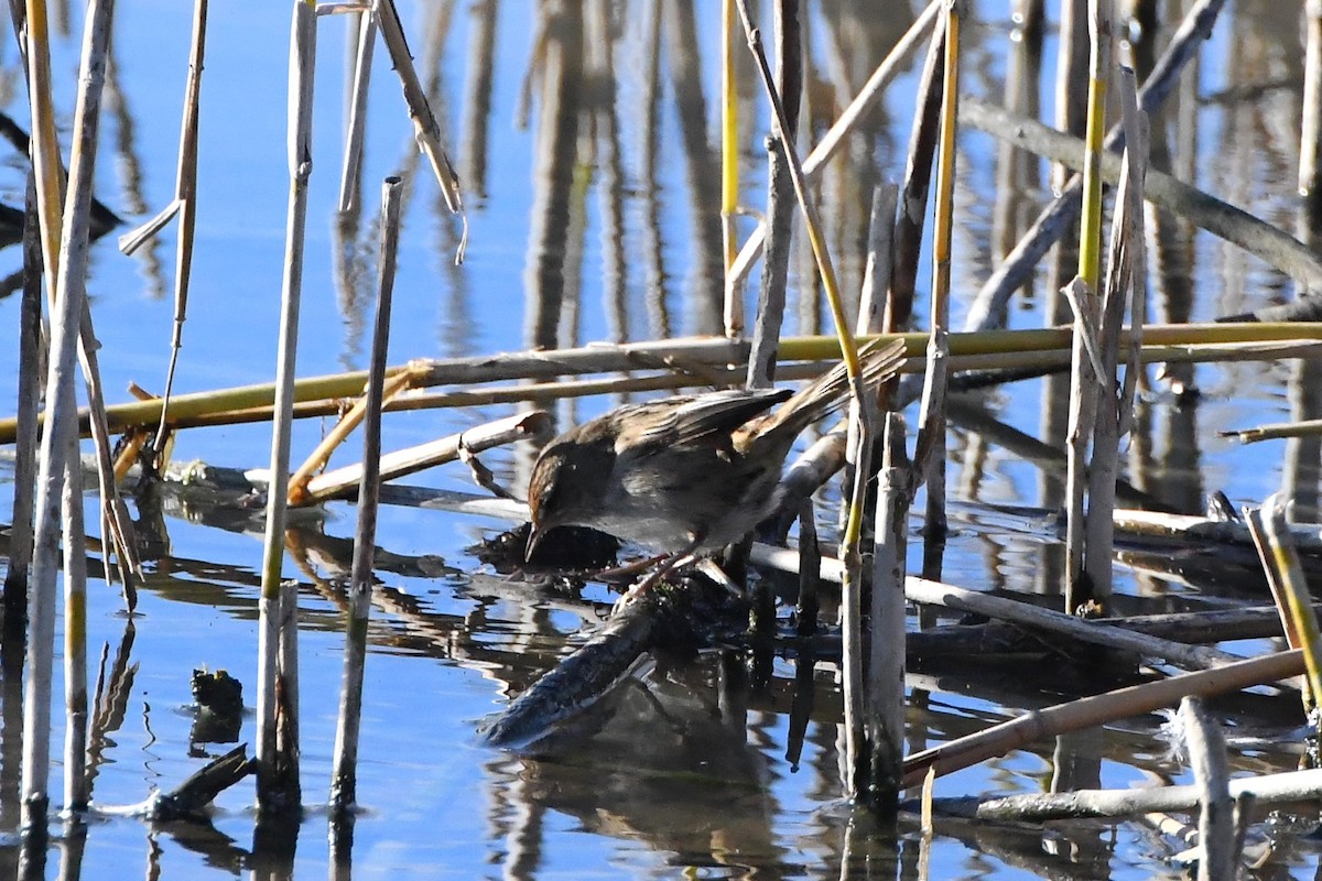 Little Grassbird - Michael Louey