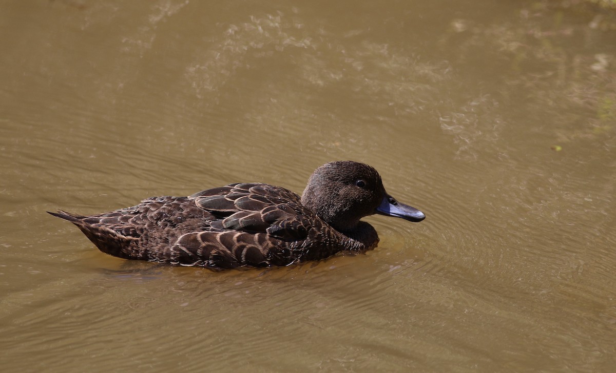 Brown Teal - ML620630620