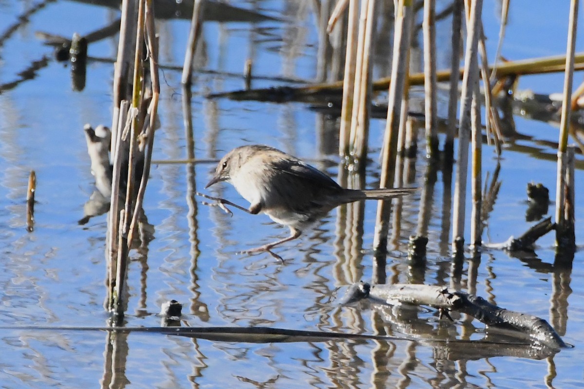 Little Grassbird - ML620630621