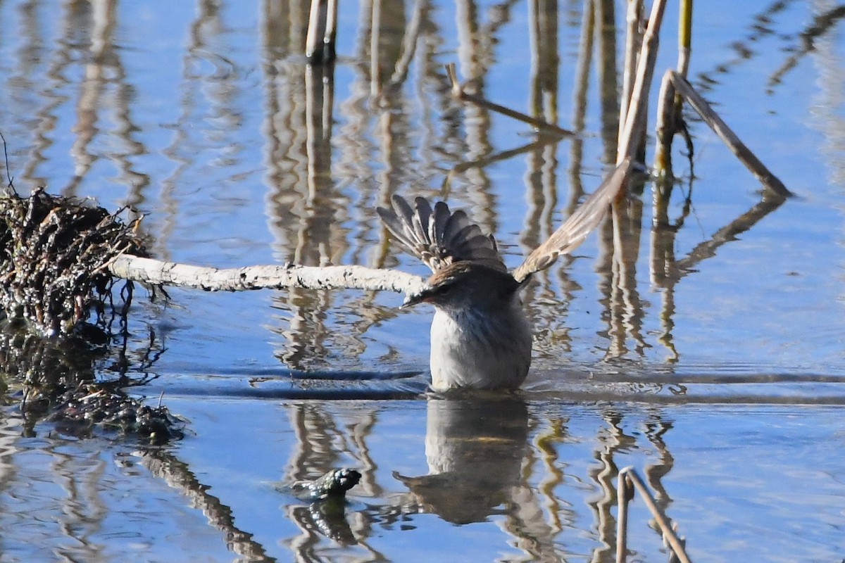 Little Grassbird - ML620630622