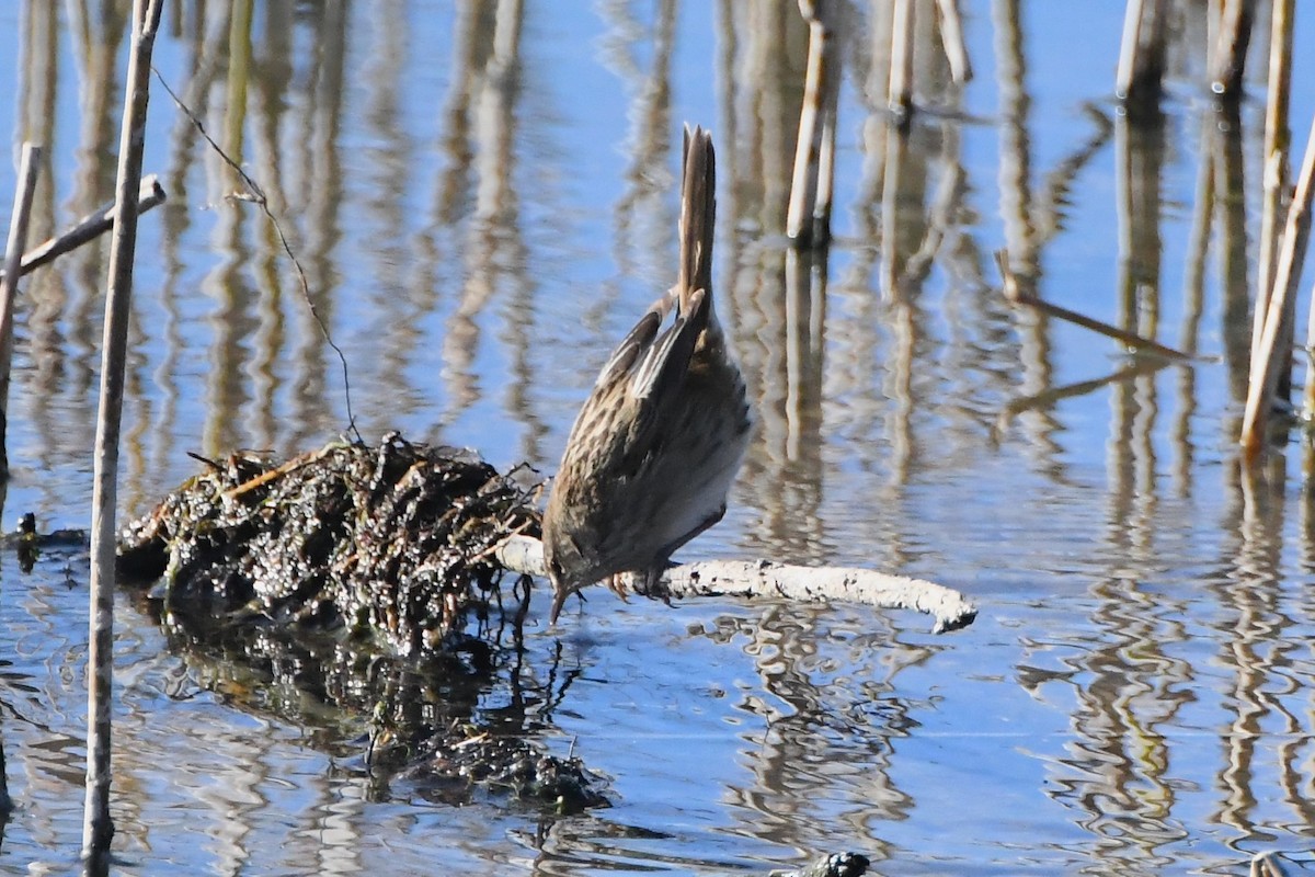 Little Grassbird - ML620630623