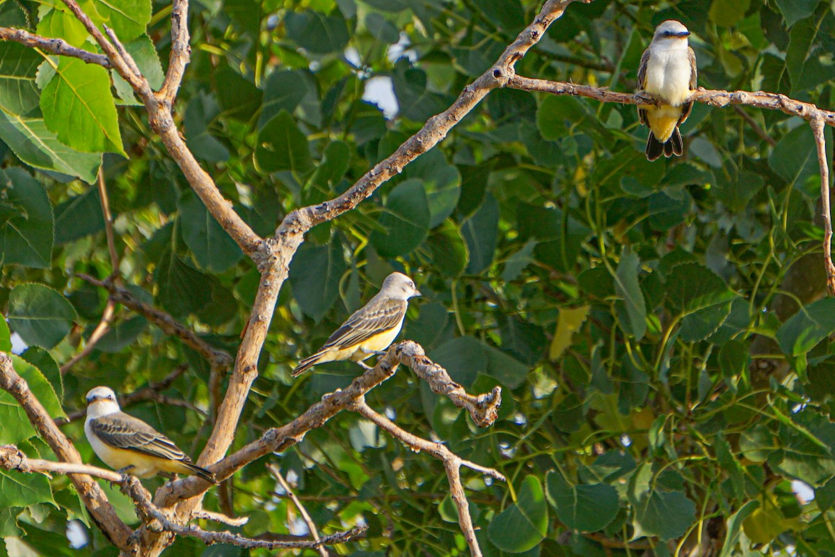 Scissor-tailed Flycatcher - ML620630625