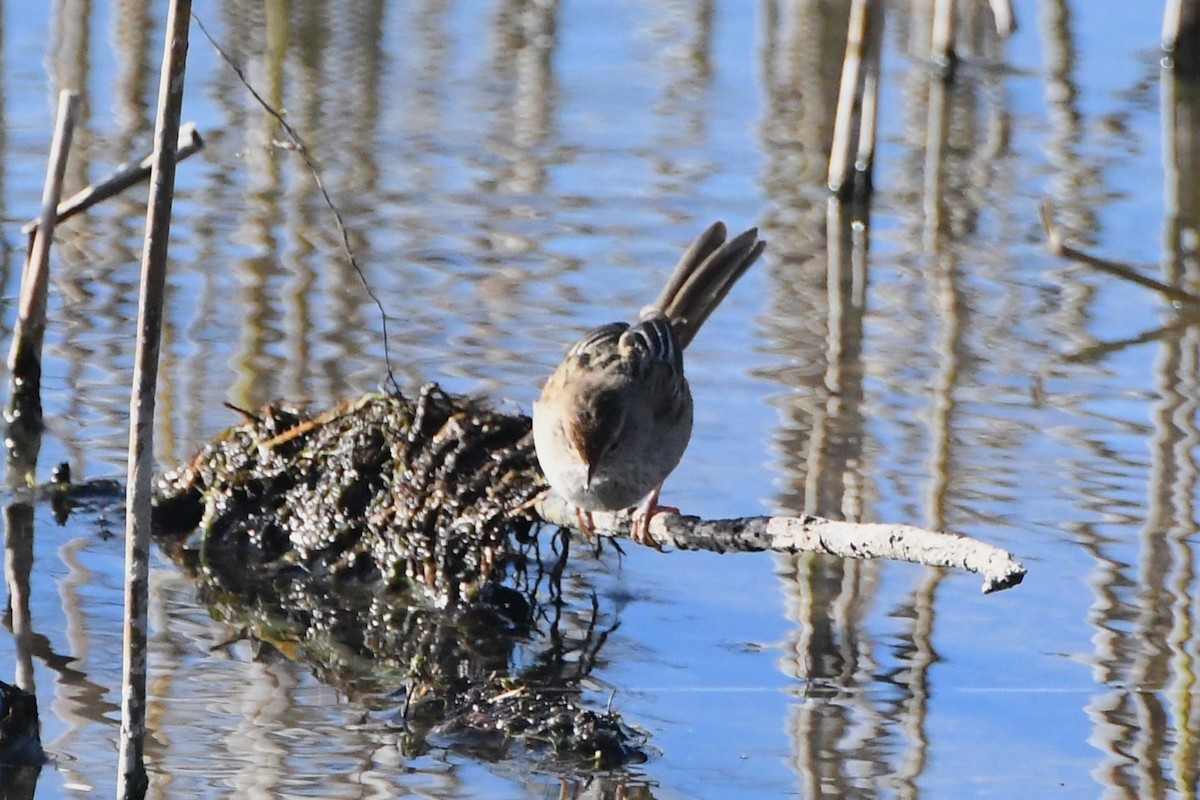 Little Grassbird - ML620630626