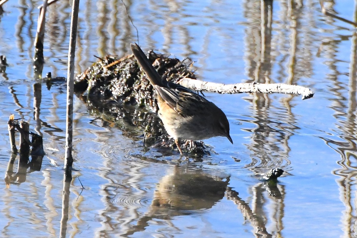 Little Grassbird - ML620630627