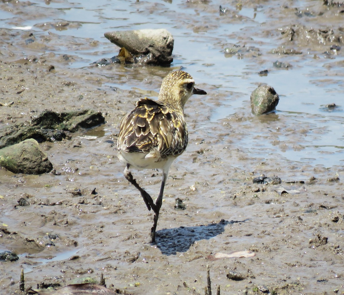 Pacific Golden-Plover - ML620630628