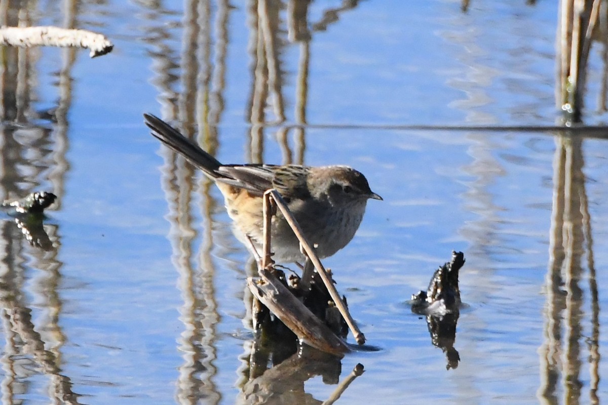 Little Grassbird - ML620630629