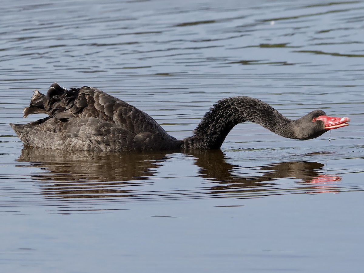 Black Swan - ML620630632