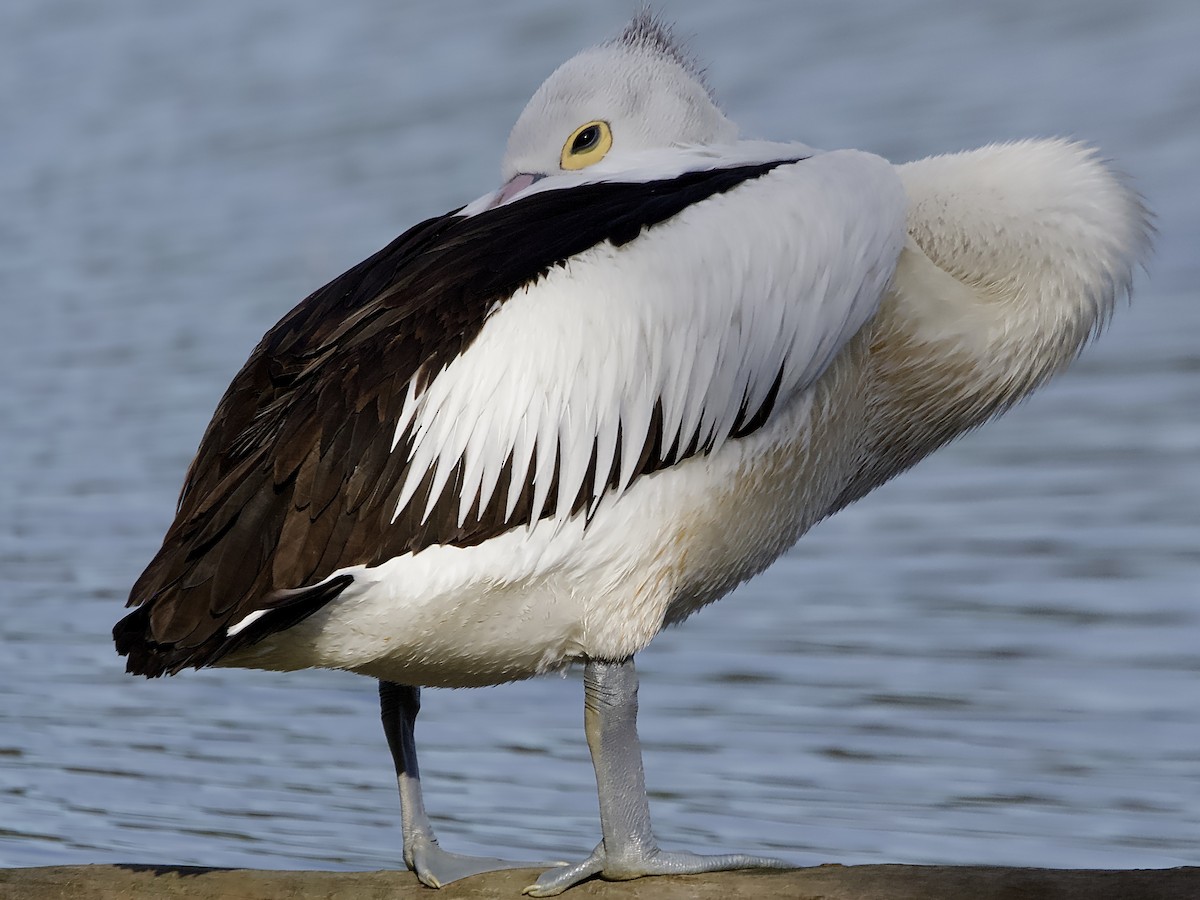 Australian Pelican - ML620630633