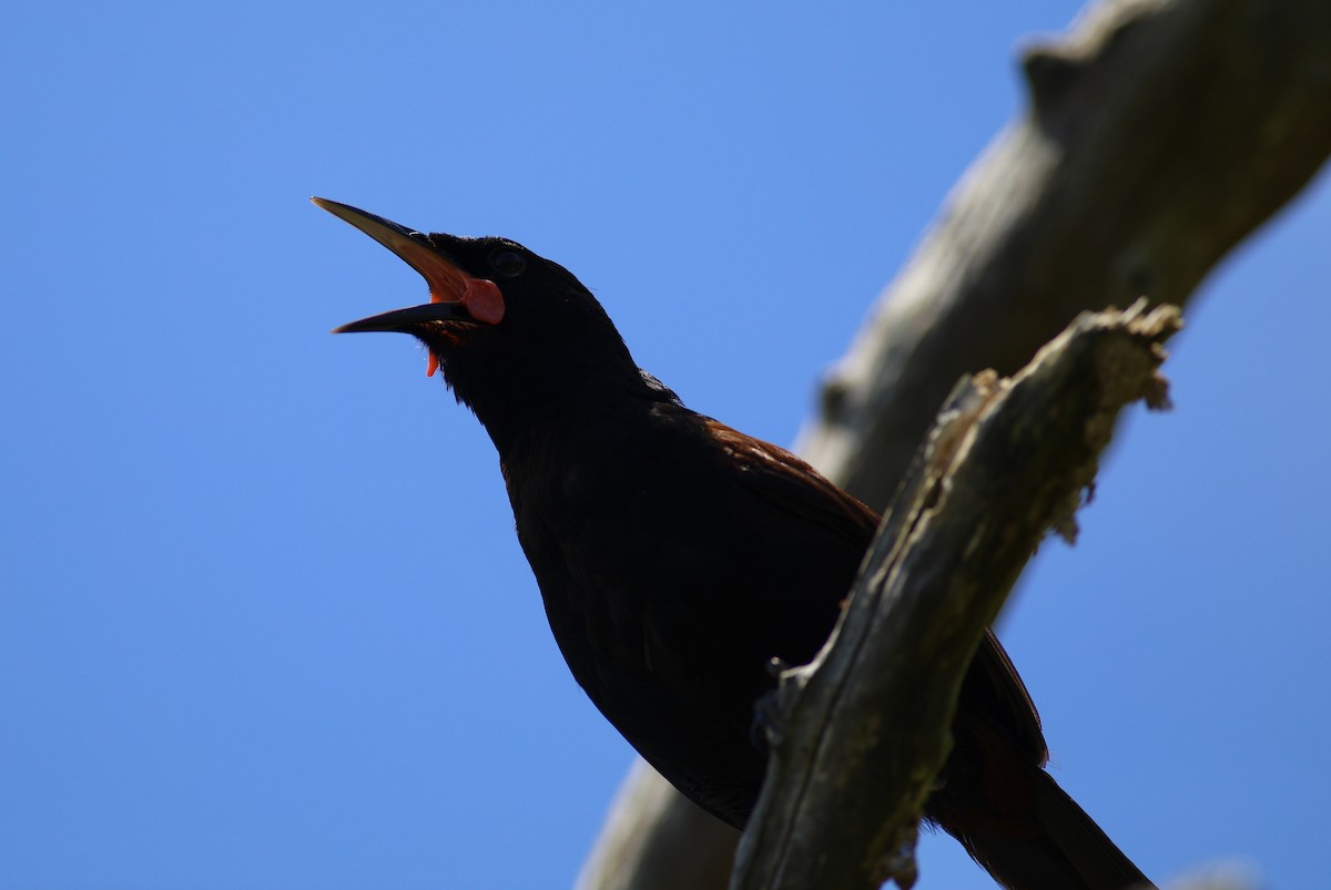 North Island Saddleback - ML620630635