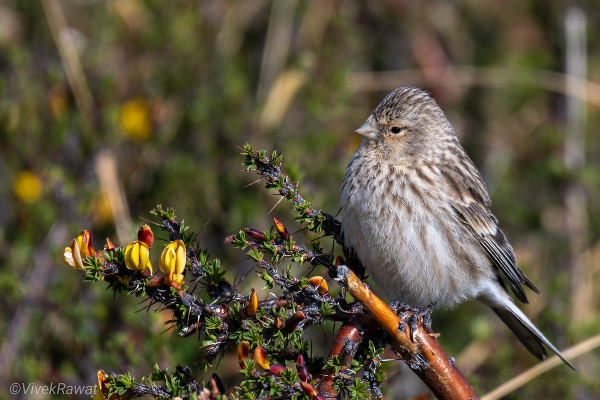 Twite - ML620630636