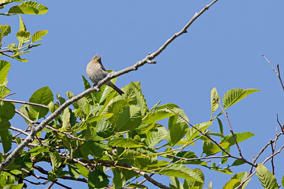 House Finch - ML620630637