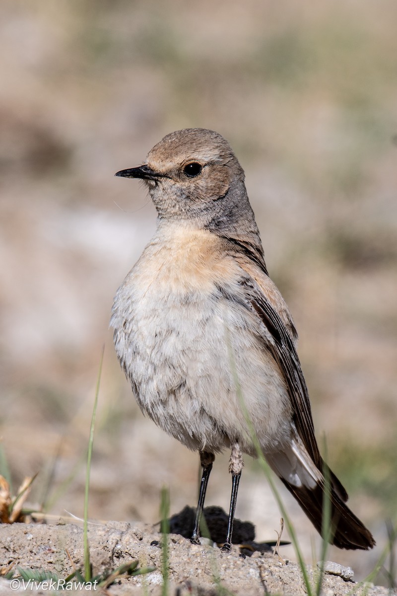 Desert Wheatear - ML620630638