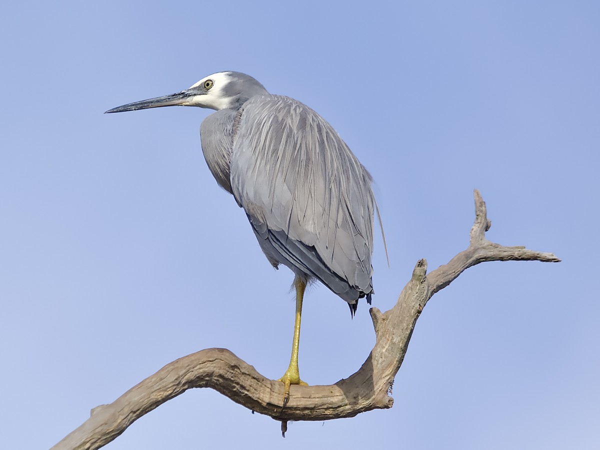 White-faced Heron - ML620630639