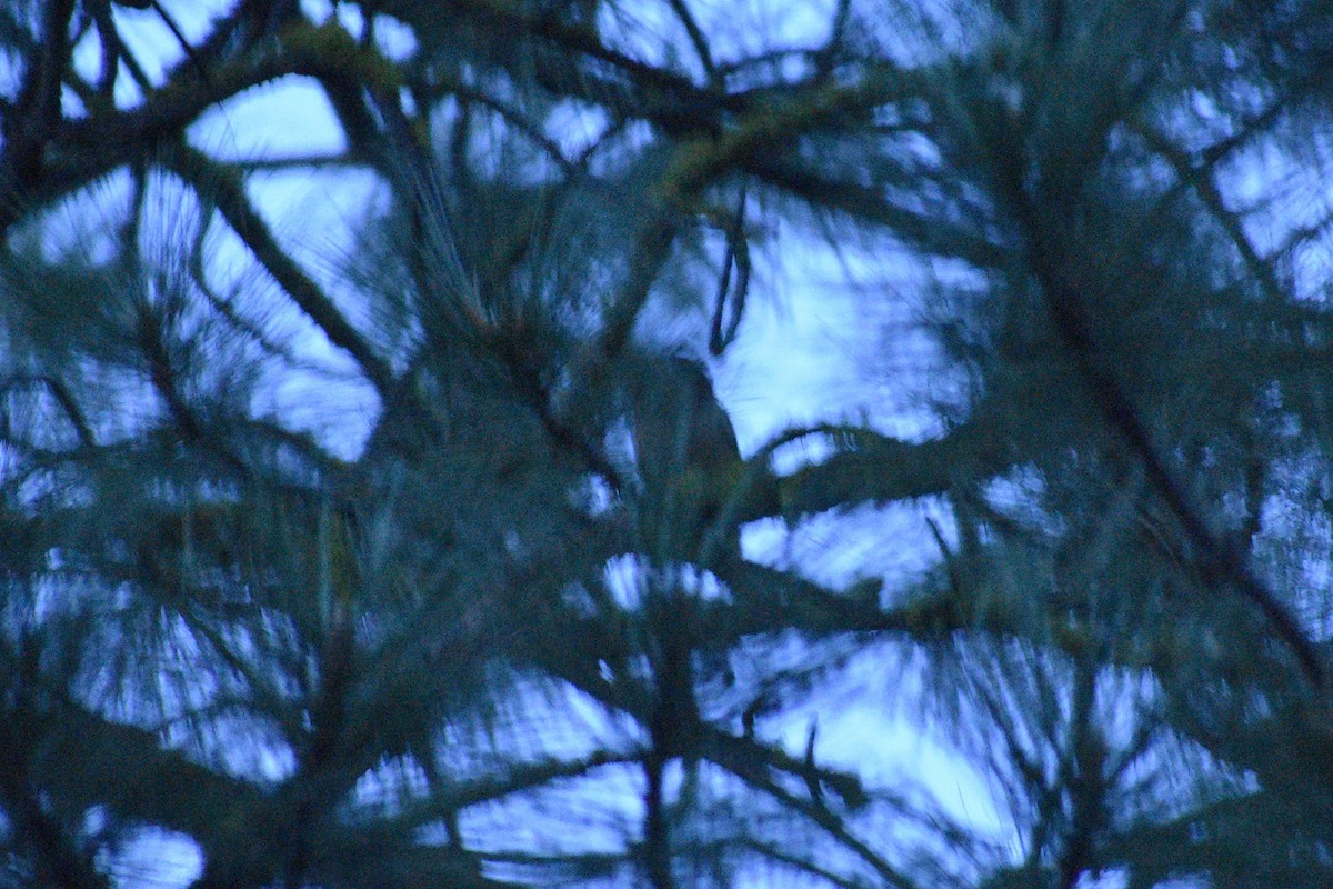 Northern Saw-whet Owl - Sydney Gerig