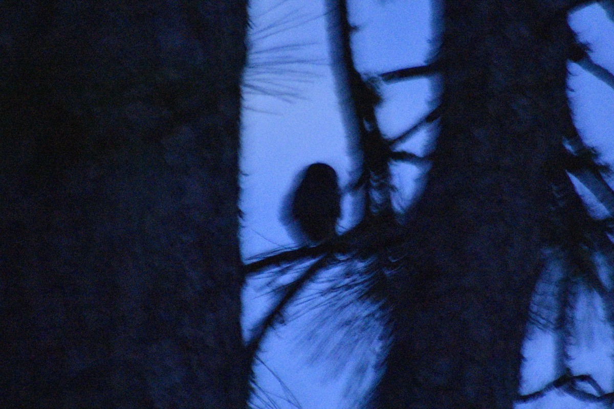 Northern Saw-whet Owl - Sydney Gerig