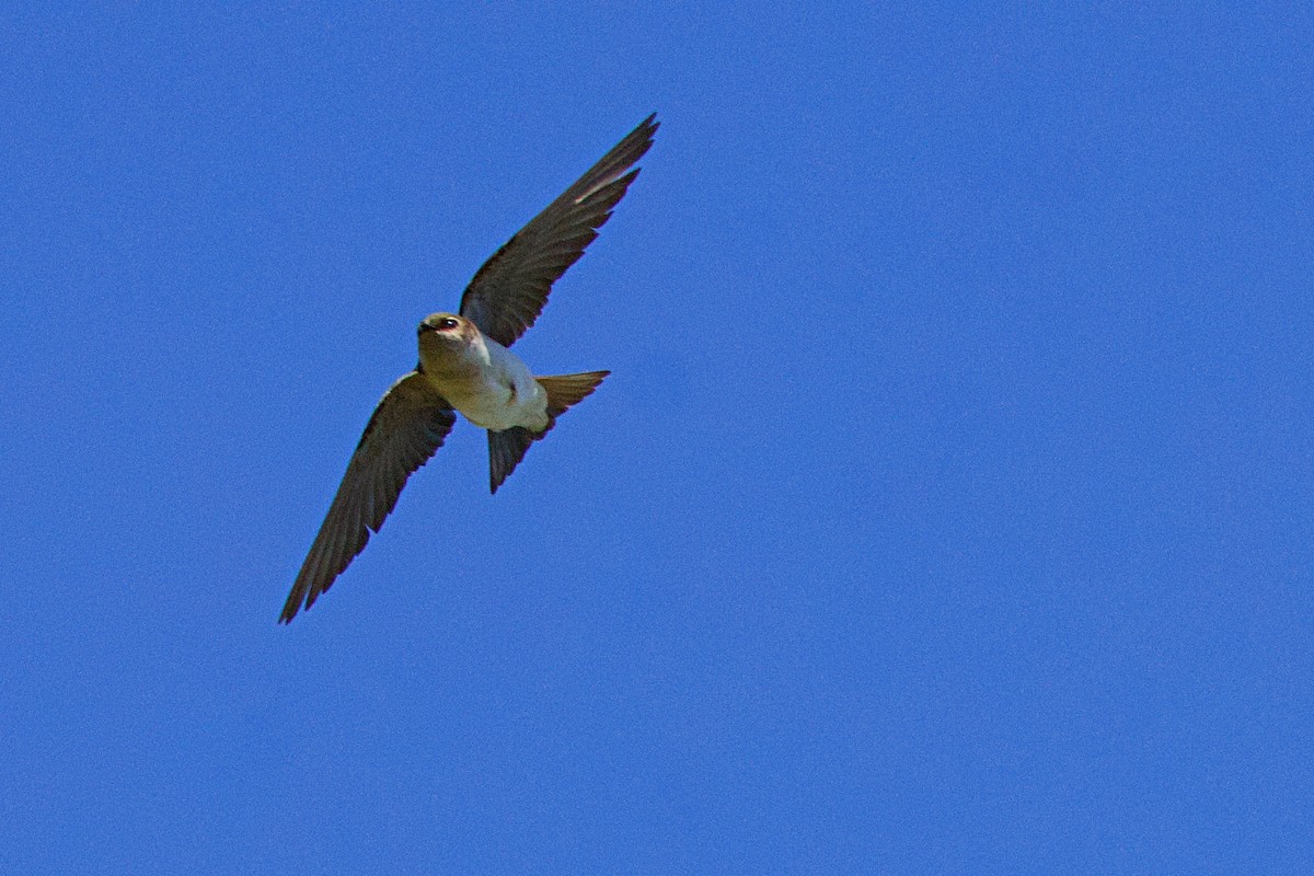 Violet-green Swallow - ML620630642