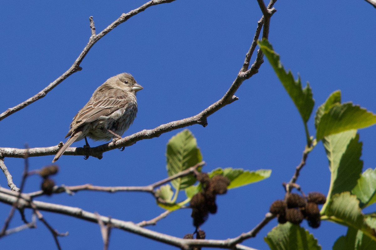 House Finch - ML620630644