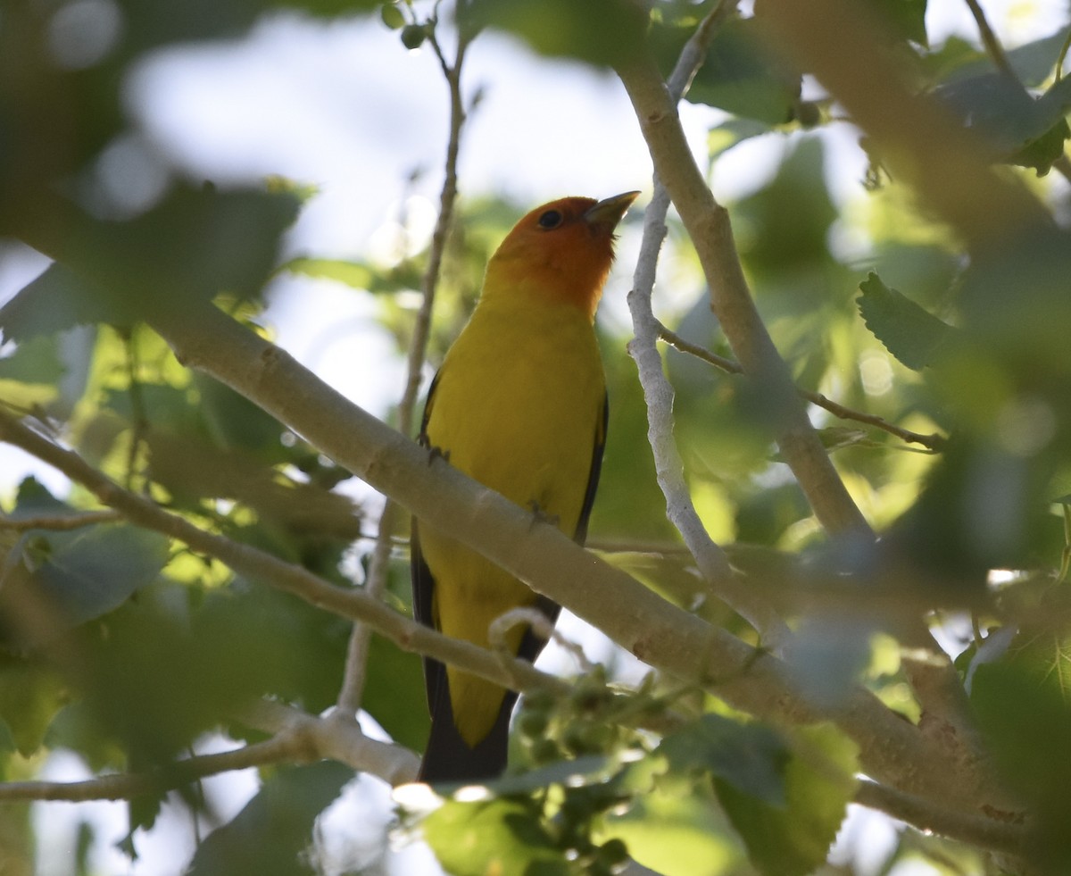 Western Tanager - ML620630648