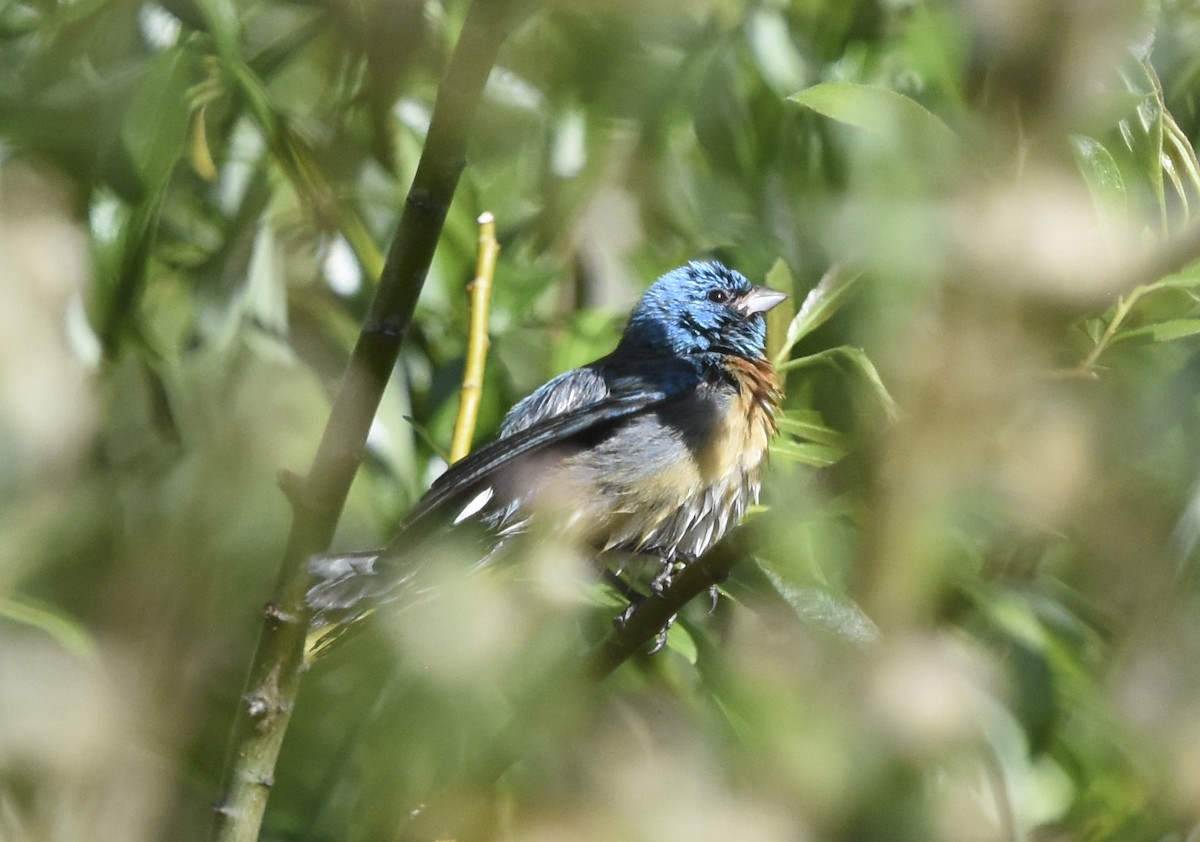 Lazuli Bunting - ML620630651