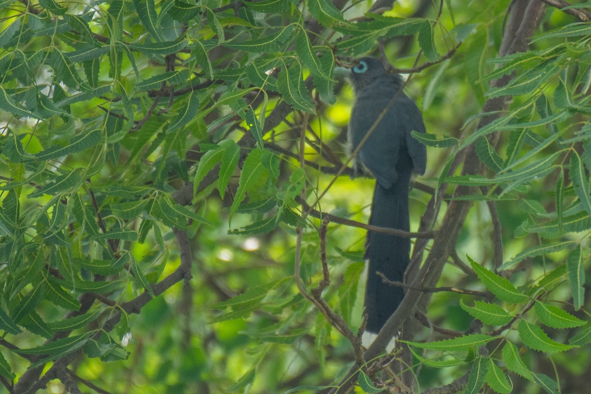 Blue-faced Malkoha - ML620630652