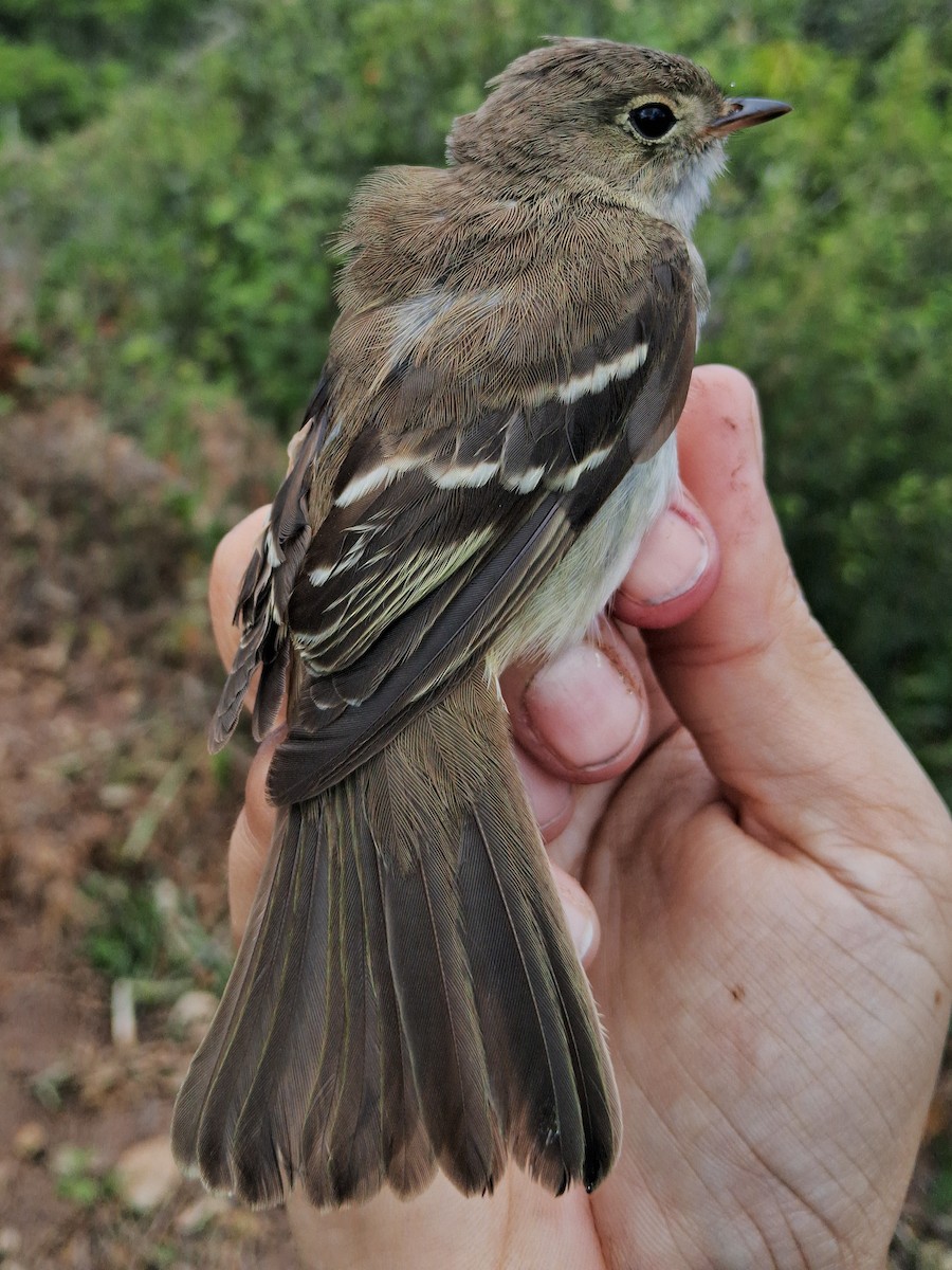 White-crested Elaenia - ML620630654