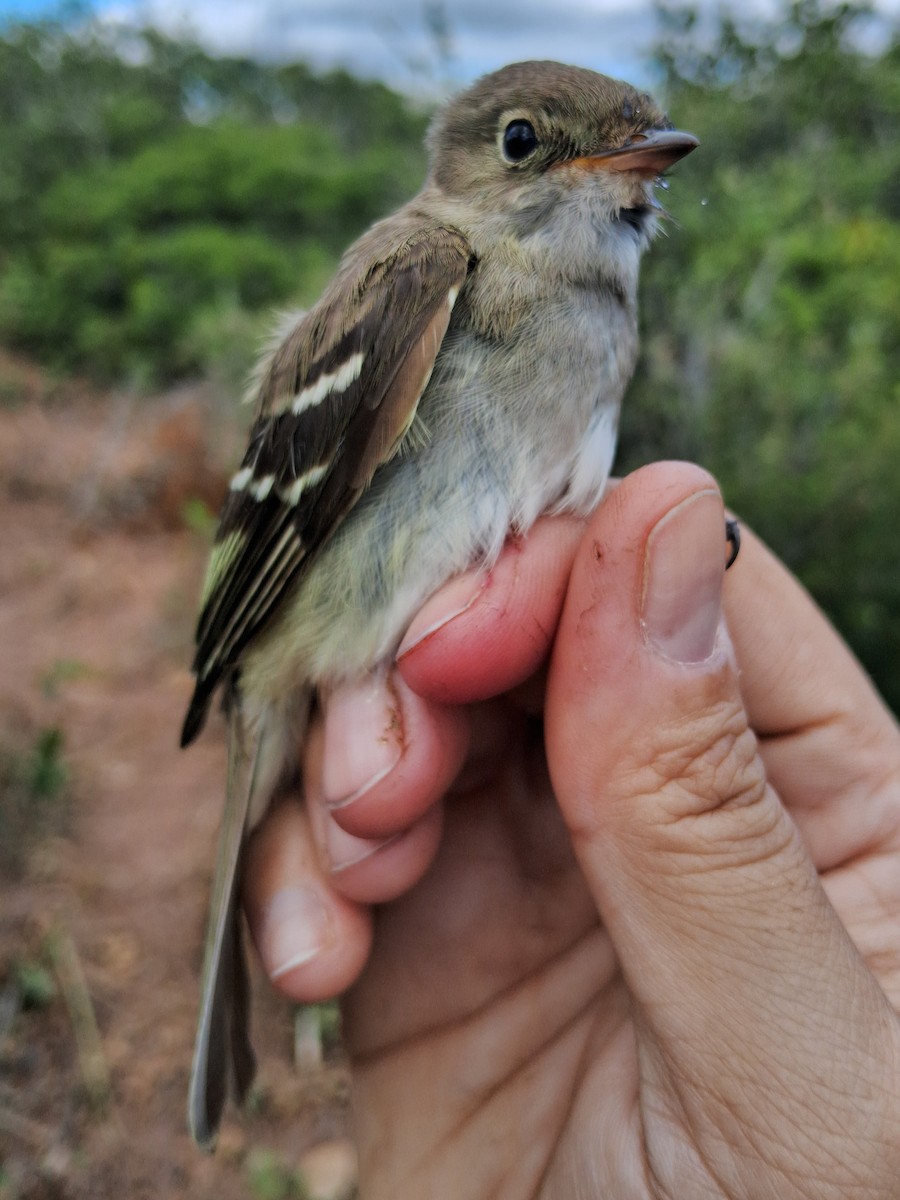 White-crested Elaenia - ML620630655