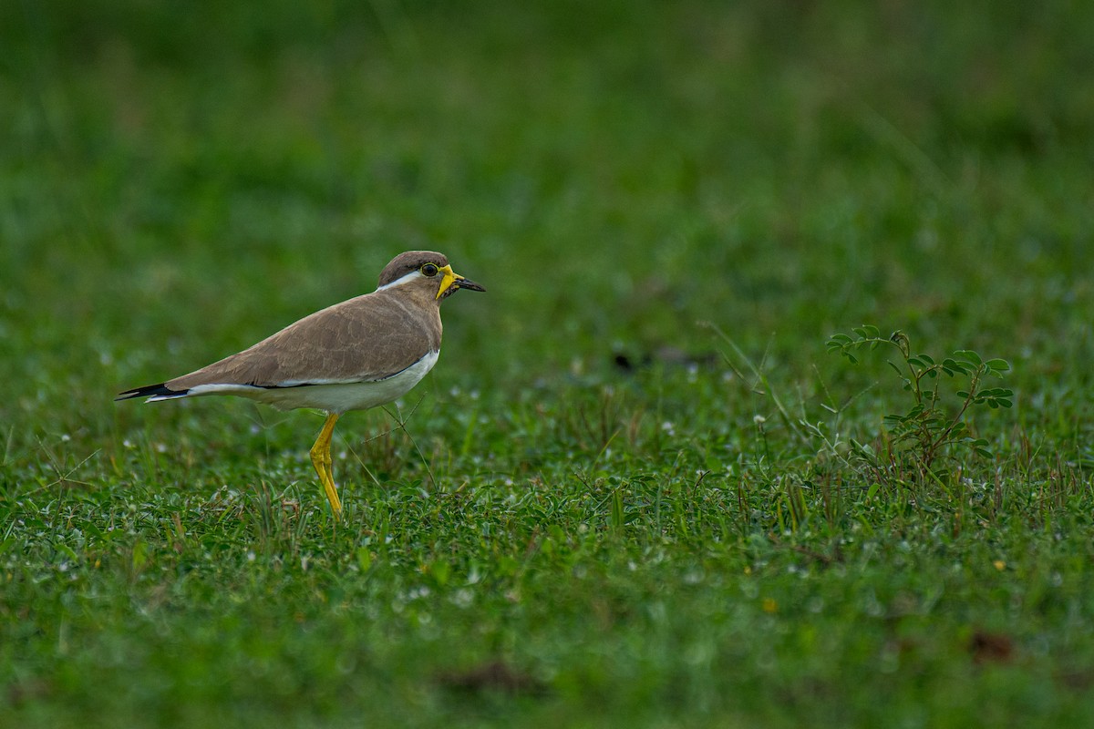 Yellow-wattled Lapwing - ML620630659