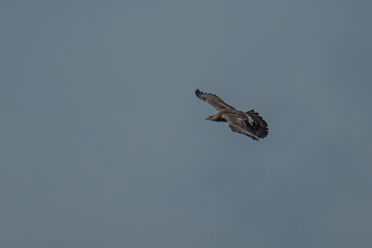 Oriental Honey-buzzard - ML620630664