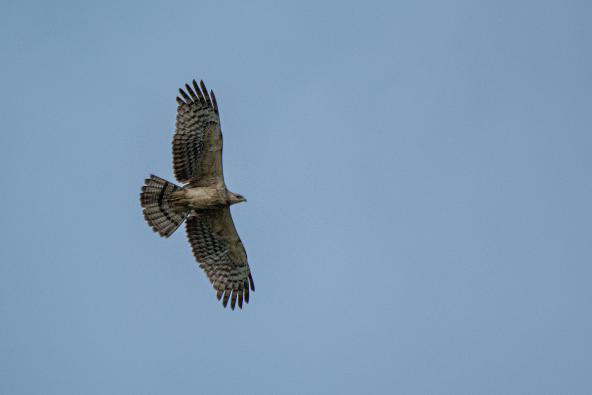 Oriental Honey-buzzard - ML620630666