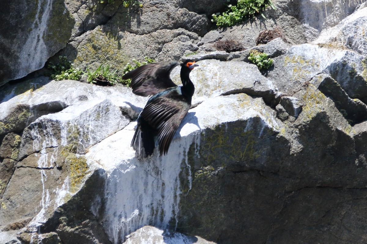Red-faced Cormorant - ML620630667