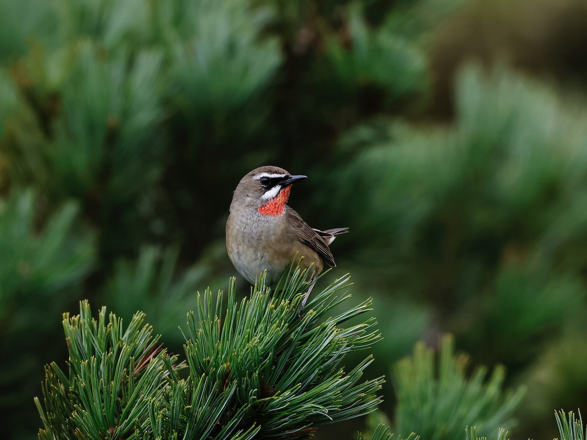 Siberian Rubythroat - ML620630668