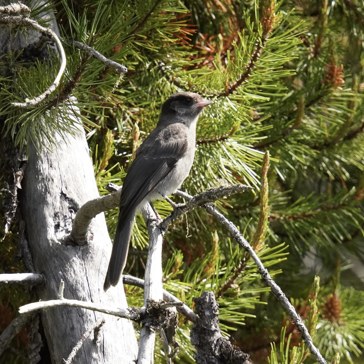 Canada Jay - ML620630669