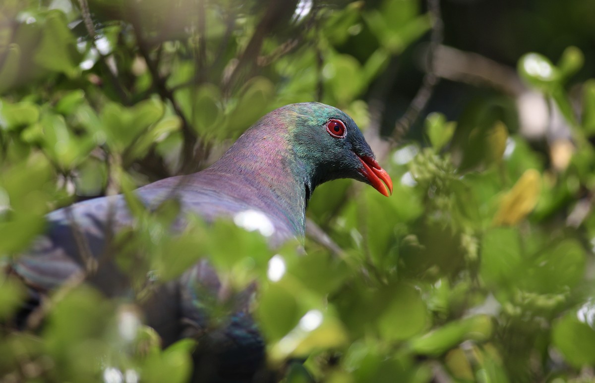 New Zealand Pigeon - ML620630677