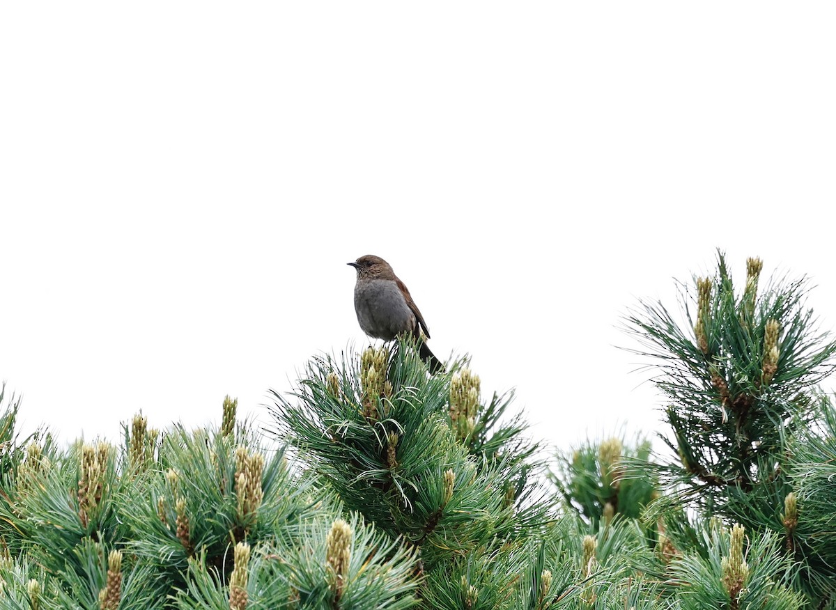 Japanese Accentor - ML620630678