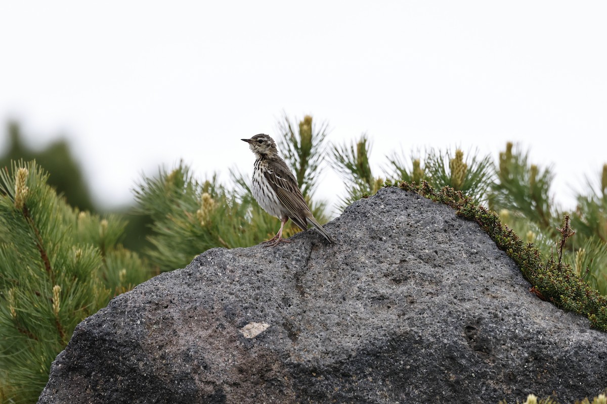 Olive-backed Pipit - ML620630680