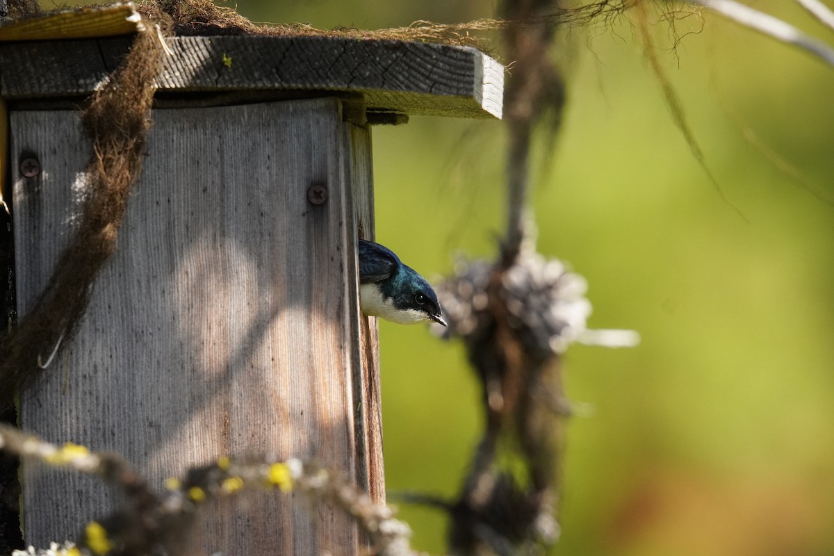 Golondrina Bicolor - ML620630682