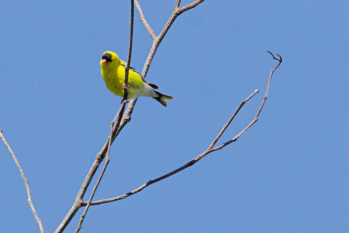 Chardonneret jaune - ML620630684