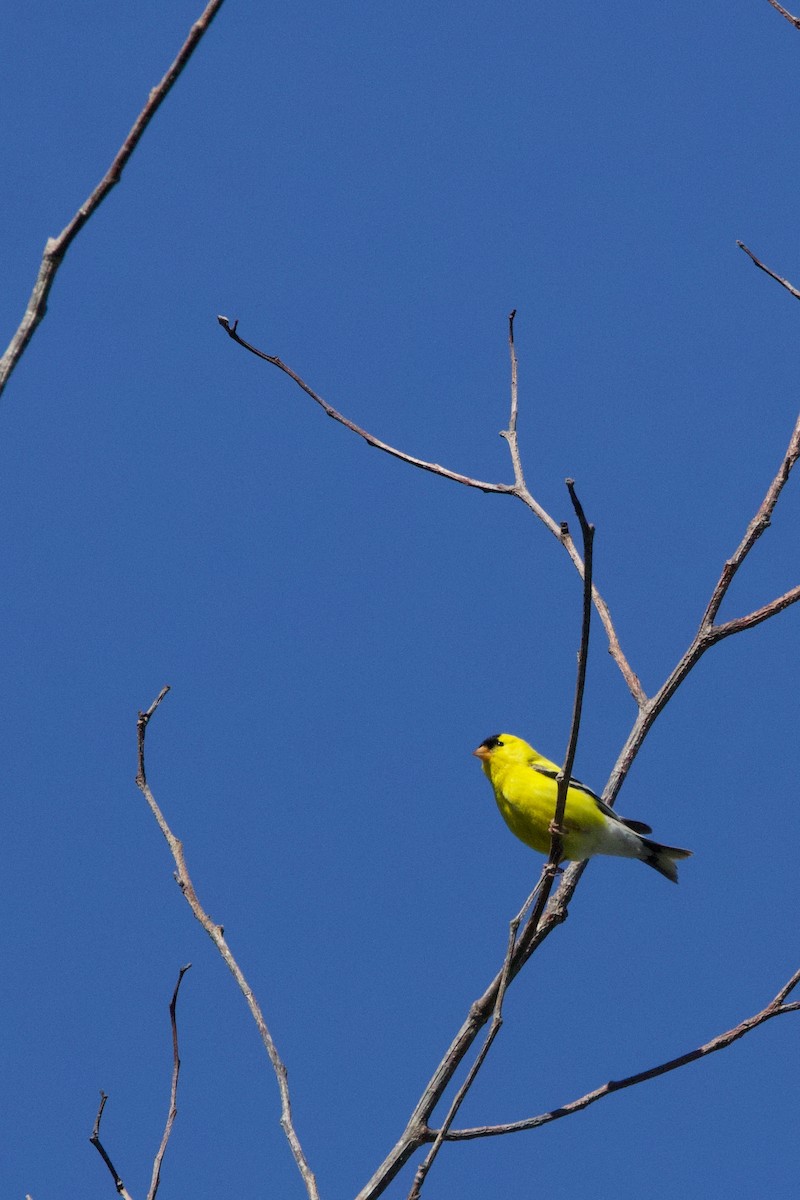 Chardonneret jaune - ML620630685