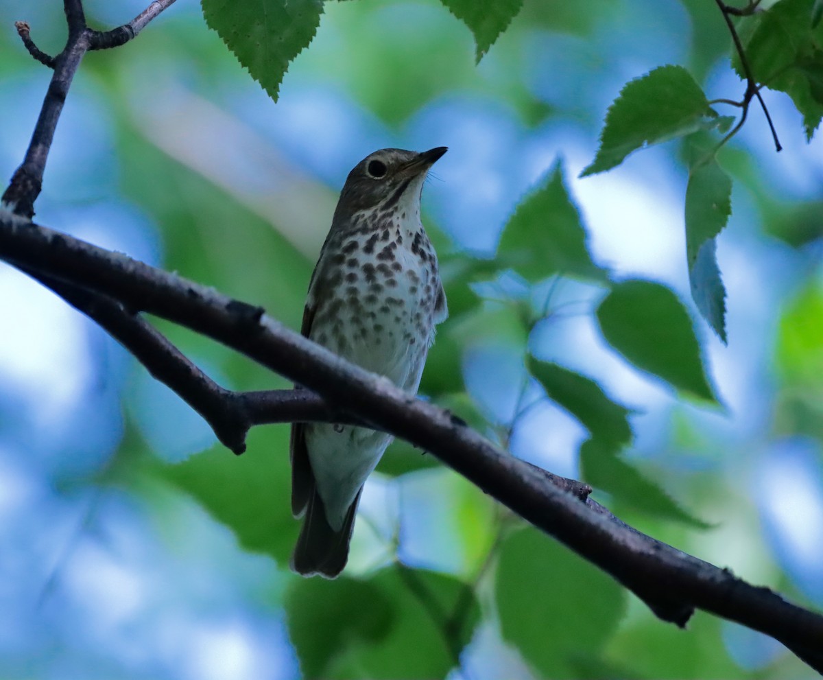 Swainson's Thrush - ML620630686