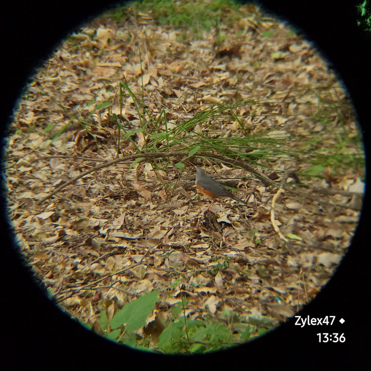 Gray-backed Thrush - Dusky Thrush